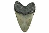 Fossil Megalodon Tooth - North Carolina #351731-2